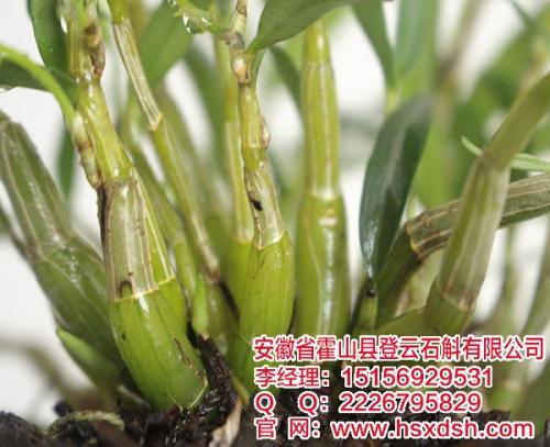 霍山铁皮石斛活性成分研究及药用价值