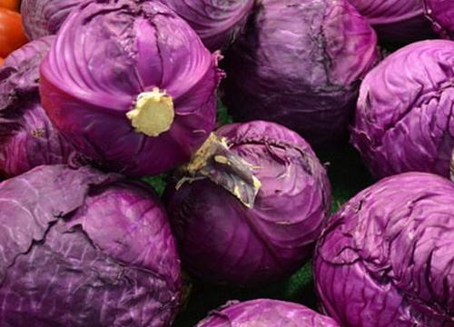 紫甘蓝的功效与种植技术