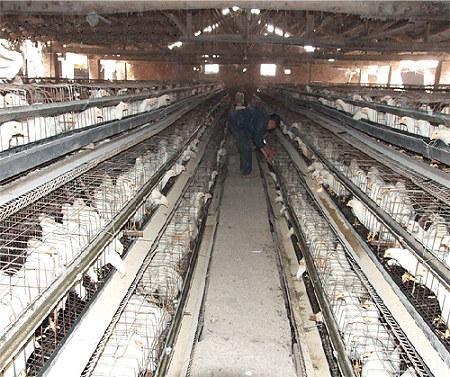 我国规模化养殖场现需解决的问题