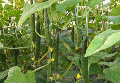高产培育黄瓜的主要技术探析