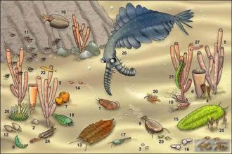 动物繁殖学研究中自主设计性试验的运用