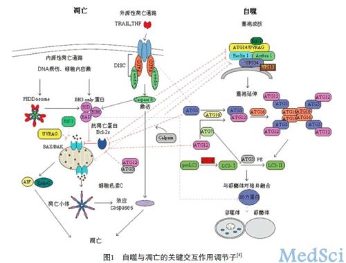 细胞自噬和凋亡机制综述,凋亡、坏死和自噬的比较？