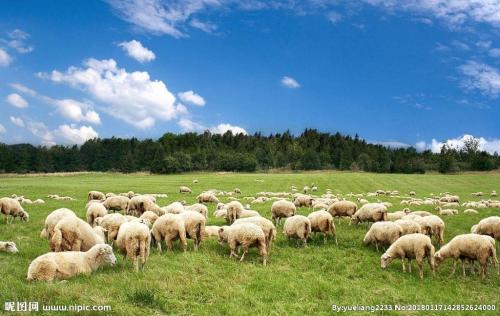 我国的证券投资基金的“羊群行为”探讨