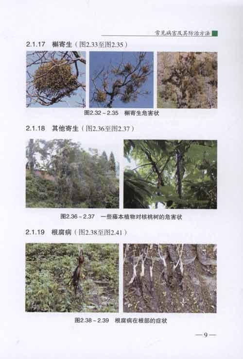 核桃病病虫种类、危害情况结果与分析