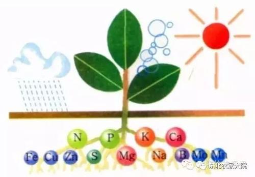 锰元素对作物生长的作用分析,我想问氮、磷、钾、钙、镁、铁、锰、硼、锌和钼对花的生长有什么影响。...