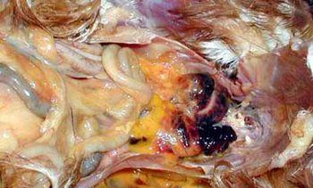 种鹅传染性卵黄腹膜炎的诊断与治疗