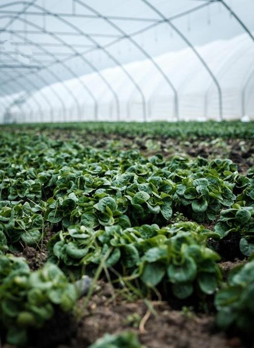 有机蔬菜种植模式及生态农业技术推广运用,国家对发展生态农业有什么政策和支持？