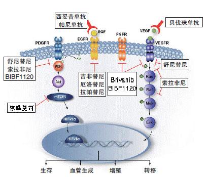 缺氧诱导因子-1㬱与相关疾病的研究综述