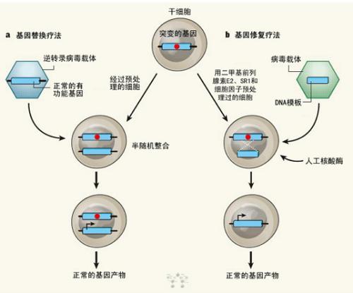 分析人类的遗传方式以基因表达的方式