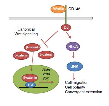 急性缺氧中UCH－L1在调控㬱－Syn中的生物学作用