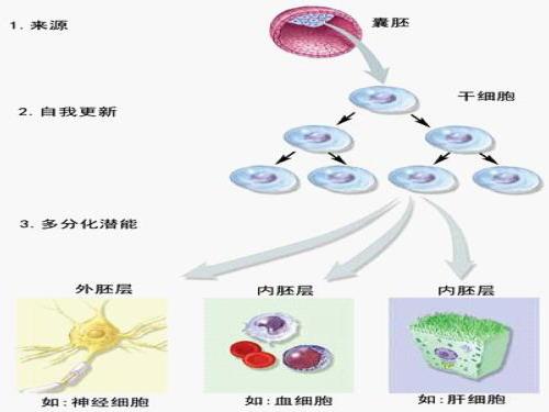 胚胎干细胞构建遗传疾病模型的意义探讨,胚胎干细胞的遗传物质在质量和数量上与受精卵相同。