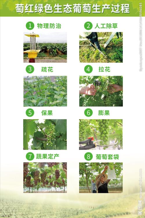 葡萄生长中的不利气象条件与应对措施