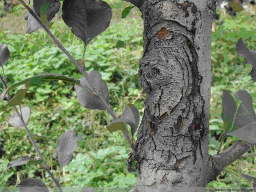 苹果树腐烂病无公害防治技术推广应用