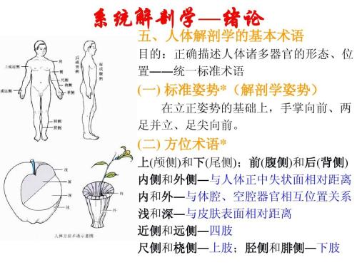 人体解剖学课程教学方法与考核方法
