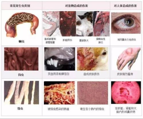 几种山羊常见寄生虫病及其诊治