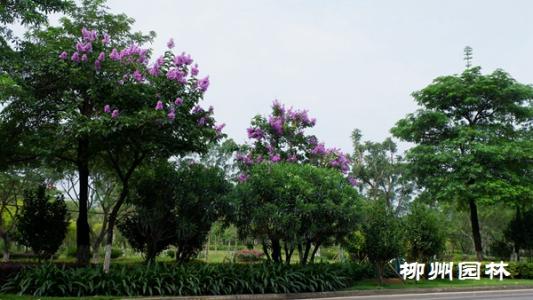 论彩色树种在园林绿化中的运用