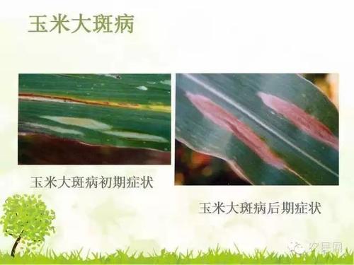 玉米病虫害防治技术