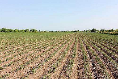 高产量大豆窄行密集种植技术探究,大豆或小扁豆的种植过程和管理