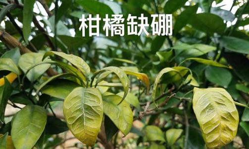 柑橘施用铁肥的效果探究