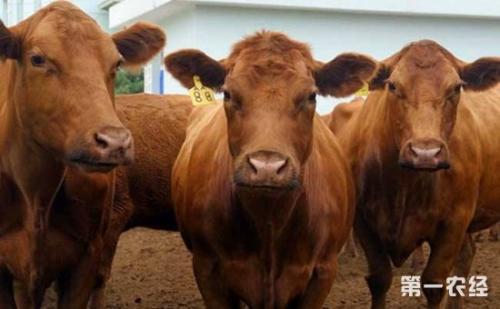 肉牛养殖业发展趋势与问题探析,养牛业未来的发展前景
