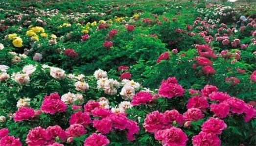 牡丹的栽培管理技术