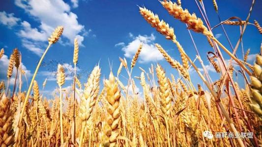 小麦的种植技术与病虫害预防工作,小麦的主要病害是什么及其防治措施？