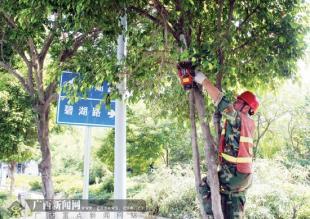 园林绿化树木整枝的作用与技术,园艺和树木修剪的日工资是多少