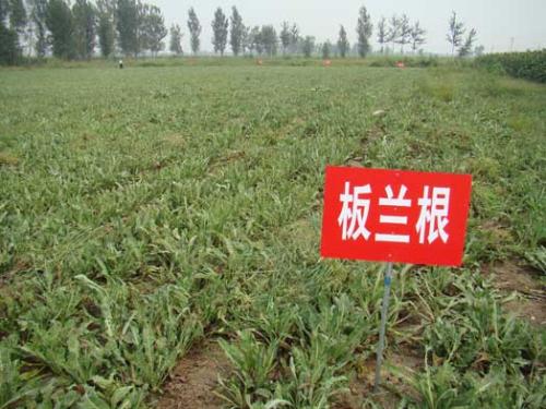 板蓝根的种植技术要点与经济效益