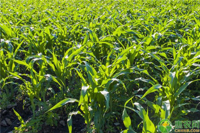 栽培玉米的新技术与病虫害治理