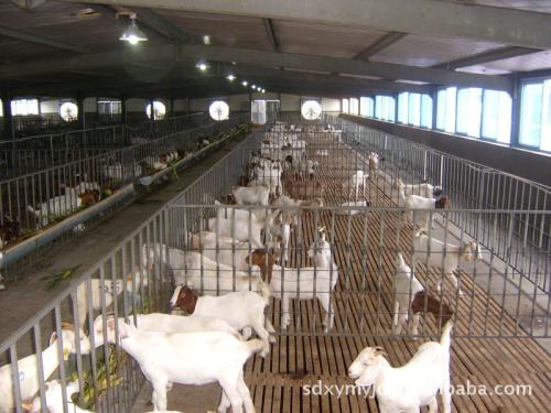 研究甘肃省肉羊养殖存在的问题及科技需求,哪种羊肉是最好的？