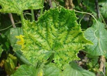 国内外辣椒抗黄瓜花叶病毒的研究总结