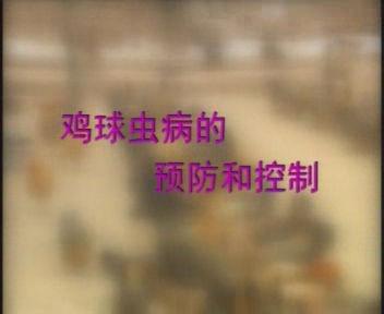 鸡球虫病的诊断治疗及防范方法