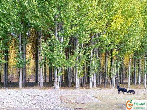 林下间种作物对杨树幼林生长量的影响,如何描绘杨树林和森林