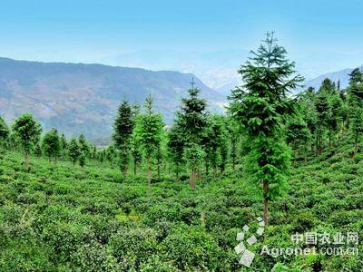 传统林业向现代林业过渡中的创新与发展