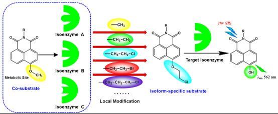 炎性细胞因子对细胞色素P450酶的调节作用,细胞色素P450同工酶的分布