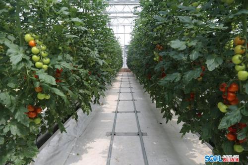 菌肥在大棚番茄中的应用效果,目前，温室樱桃番茄即将被移植和种植。此时，我们需要一些经验。...