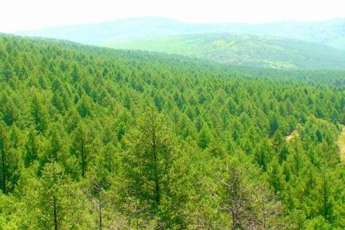 林业造林工程的管理对策,如何解决林业效益低下，提高农民造林积极性