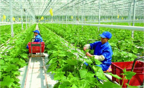 探讨农业种植业的发展中如何应用农业推广及作用