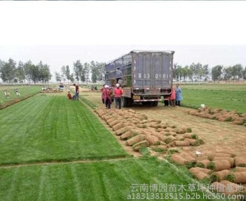 林业苗木种植的死亡原因探讨及措施研究,花卉苗木的种植和管理应该经过哪些程序？