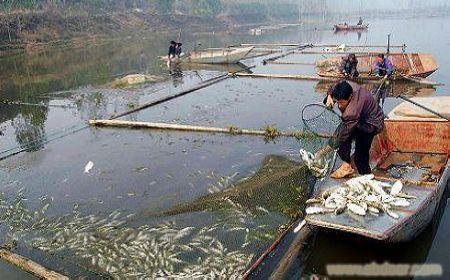 淡水鱼养殖生产管理模式探究,饲养淡水鱼以提高其效益的方法是什么？
