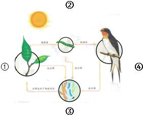 生态自由与生态美学的关系探析