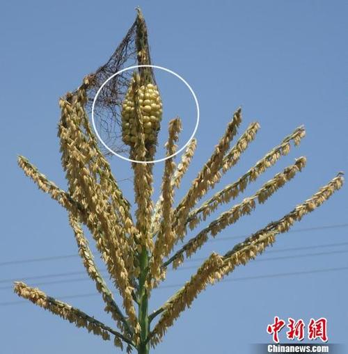 玉米茎秆纤维素遗传规律研究