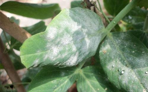 综合防治玫瑰白粉病的方法探究