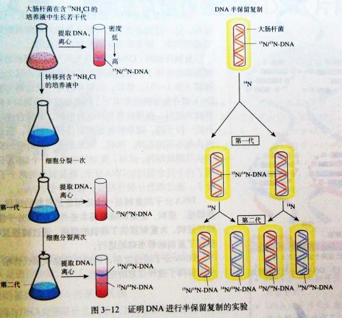 探究高中生物的过程中研究性学习能力的培养