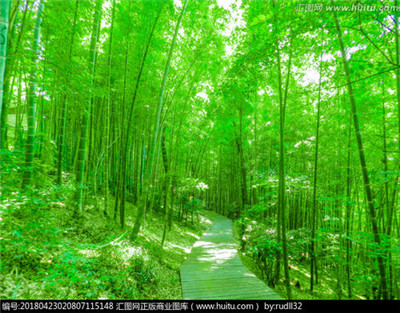 杭州富阳区竹资源及竹林经营现状与对策,竹林资源评估需要调查哪些数据