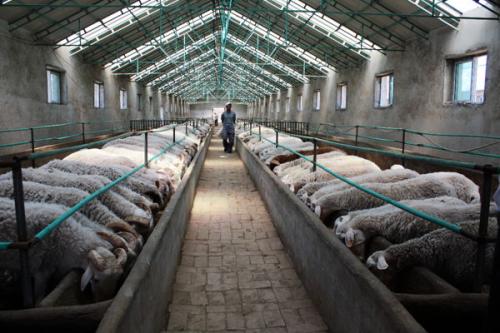 硒在羊生产上的运用,绵羊在人类生产和生活中扮演什么角色？