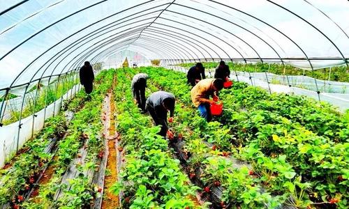 河北林果种植农户网络学习种植技术的现状分析,河北鸿沙宇郭林发展有限公司怎么样？