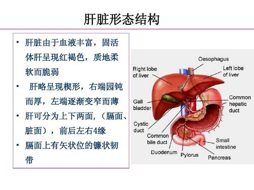 基于病理学角度探讨肝形态异常的原因,脂肪肝和正常肝脏在外观上有什么不同？病理要求...