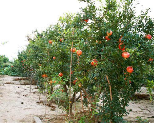 种植果树需注意的几点问题