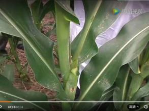 浅谈玉米结实异常和畸形穗的形成原因